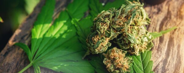 Fleurs de CBD